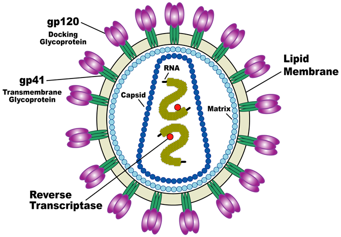 img-las-s1-01-HIV_Virion-en-2 (Small)